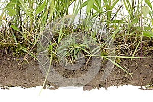 Uncultivated soil isolated fragment