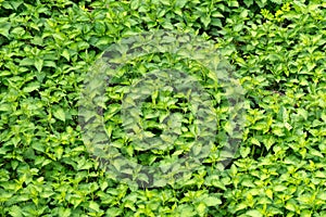 Uncultivated stinging nettle in a lush green meadow