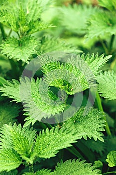 Uncultivated stinging nettle in a lush green meadow