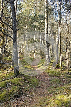 Uncultivated tree forest with a trail for hiking in summer. Deserted and secluded woodland used for adventure and