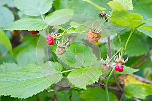 Uncultivated wild raspberries