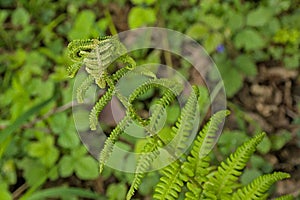 uncurling leaf of a fern - Polypodiopsida