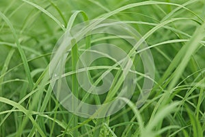 Uncut grass closeup