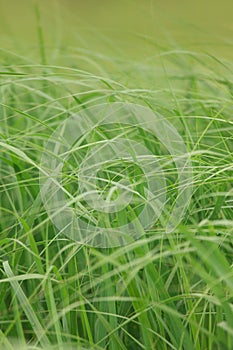 Uncut grass closeup