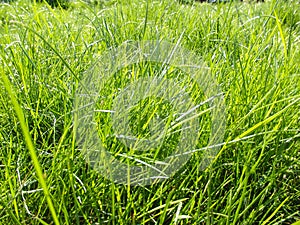 Uncut lawn. Green lush grass on the lawn. Lawn, carpet, natural green untrimmed grass field