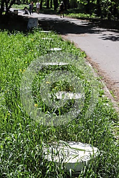 Uncut and neglected grass in the park