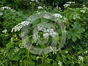 Uncut wet wild meadow with very long, flowering grass