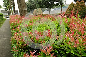 Uncutted the topiary, but its still looks good