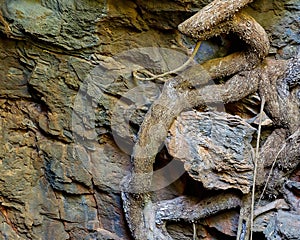 Undara Lava Tubes Delicate Ecosystem On Tour Australia photo