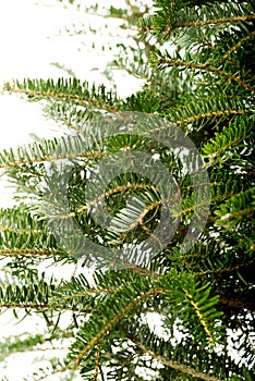 Undecorated christmas tree bunches