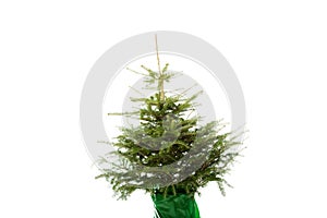Undecorated christmas tree