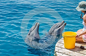 The undefined girl trainer with dolphin at the Dolphin Reef in Eilat, on the shores of the Red Sea