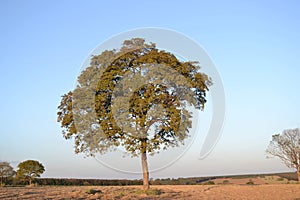 A undefined tree on the landscape photo