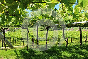 Under the Albarino Grapevines in MeaÃÂ±o Spain