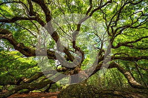 Under Angel Oak Tree