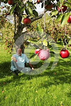 Under the apple tree