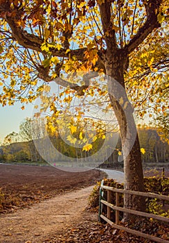 Under an autumn tree at sundown