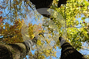 Under the autumn trees