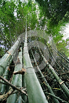 Under the bamboo tree