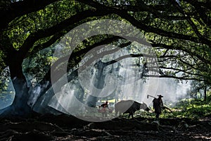 Under the Banyan Tree