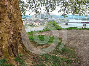 Under the big tree in Linz