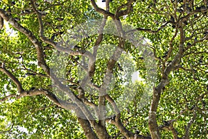 Under the big tree with lot of birds on the tree, tree canopy