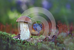 Under a birch leaf.