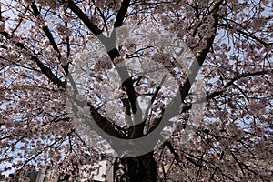 Under a blossoming Japanese cherry tree