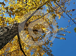 Under the blue sky, the ginkgo leaves turn yellow and the autumn is crisp.