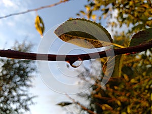 Under a blue sky green grass! The whole world is reflected in a drop of water! photo