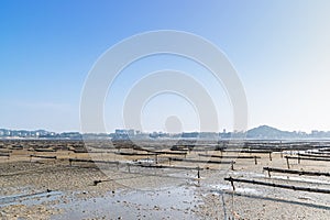 Under the blue sky, the lines and textures of bamboo rafts and ropes in the seaweed farm on the beach are very neat