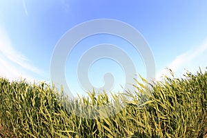 Under the blue sky of reeds