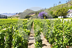 Neat rows of grapevines lead off in to the distance on a South African vineyard