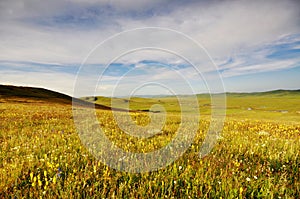 Under the blue sky and white clouds of grass Wildf