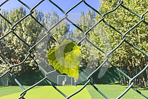 Under the blue sky, a yellow ginkgo leaf hangs on the barbed wire.