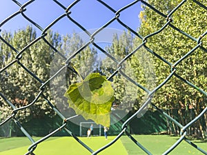 Under the blue sky, a yellow ginkgo leaf hangs on the barbed wire.