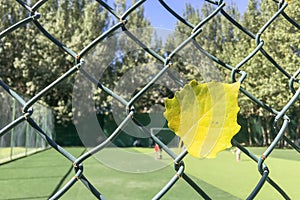 Under the blue sky, a yellow ginkgo leaf hangs on the barbed wire.