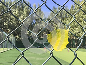 Under the blue sky, a yellow ginkgo leaf hangs on the barbed wire.