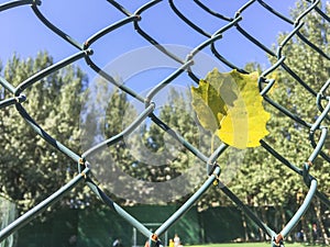 Under the blue sky, a yellow ginkgo leaf hangs on the barbed wire.