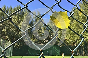 Under the blue sky, a yellow ginkgo leaf hangs on the barbed wire.