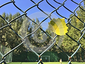 Under the blue sky, a yellow ginkgo leaf hangs on the barbed wire.