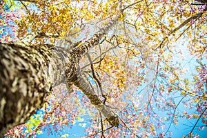 Under branch of pink cherry tree