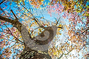 Under branch of pink cherry tree