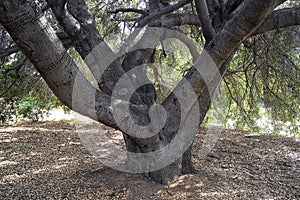 Under the branches of a mysterious ancient tree