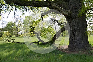 Under the branches of the old oak tree in spring