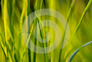 Under the bright sun. Abstract natural backgrounds. Fresh green spring grass on the lawn with the selective focus