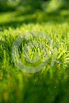 Under the bright sun. Abstract natural backgrounds. Fresh green spring grass on the lawn with the selective focus blurred bokeh