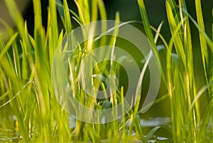 Under the bright sun. Abstract natural backgrounds. Fresh green spring grass on the water surface with the selective