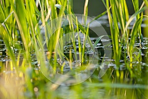 Under the bright sun. Abstract natural backgrounds. Fresh green spring grass on the water surface with the selective
