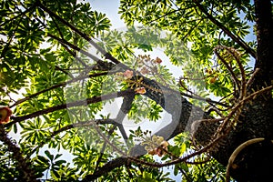 Under Cannonball Tree flowers (Couroupita guianensis)